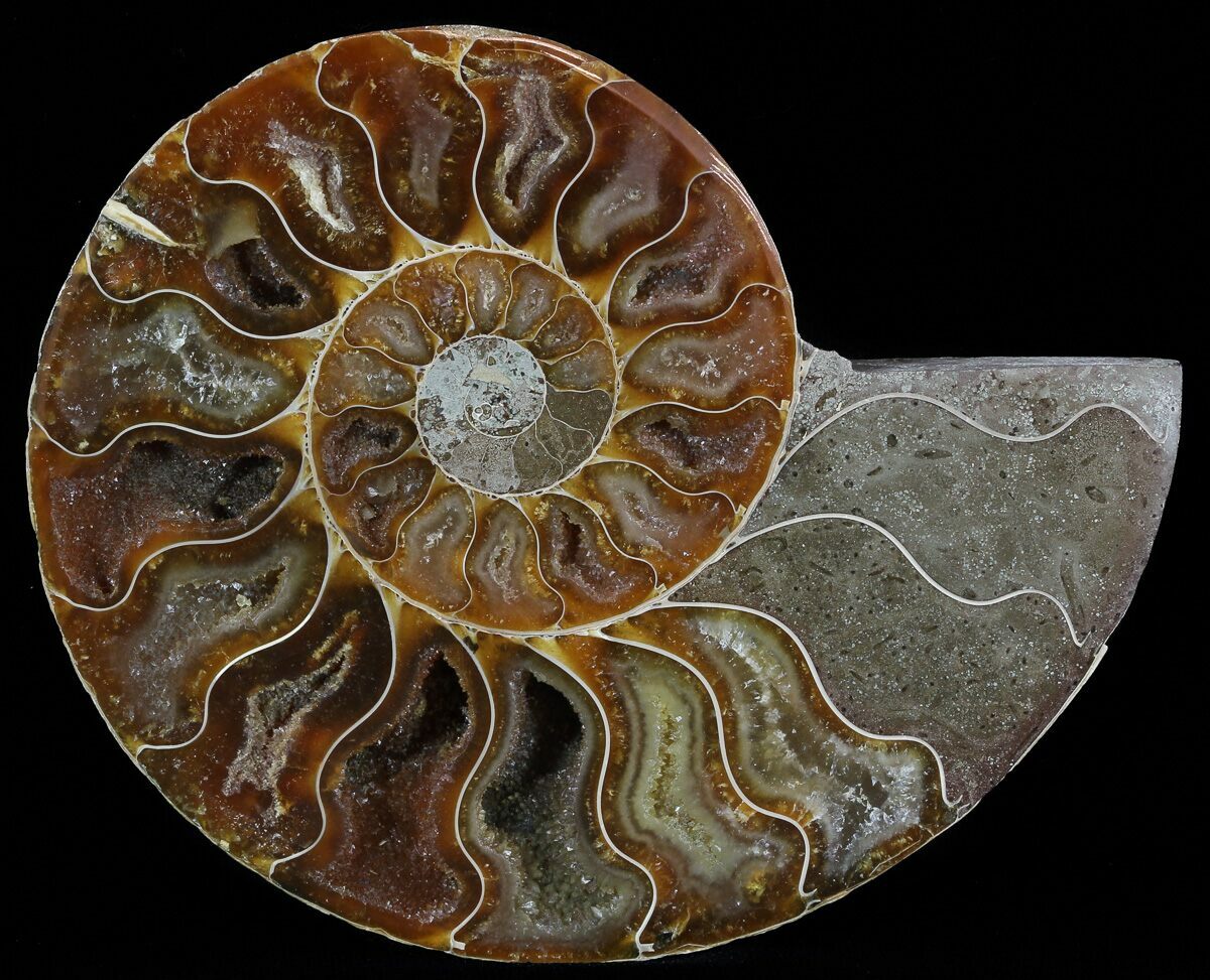 Ammonites – The Crystal and Wellness Warehouse