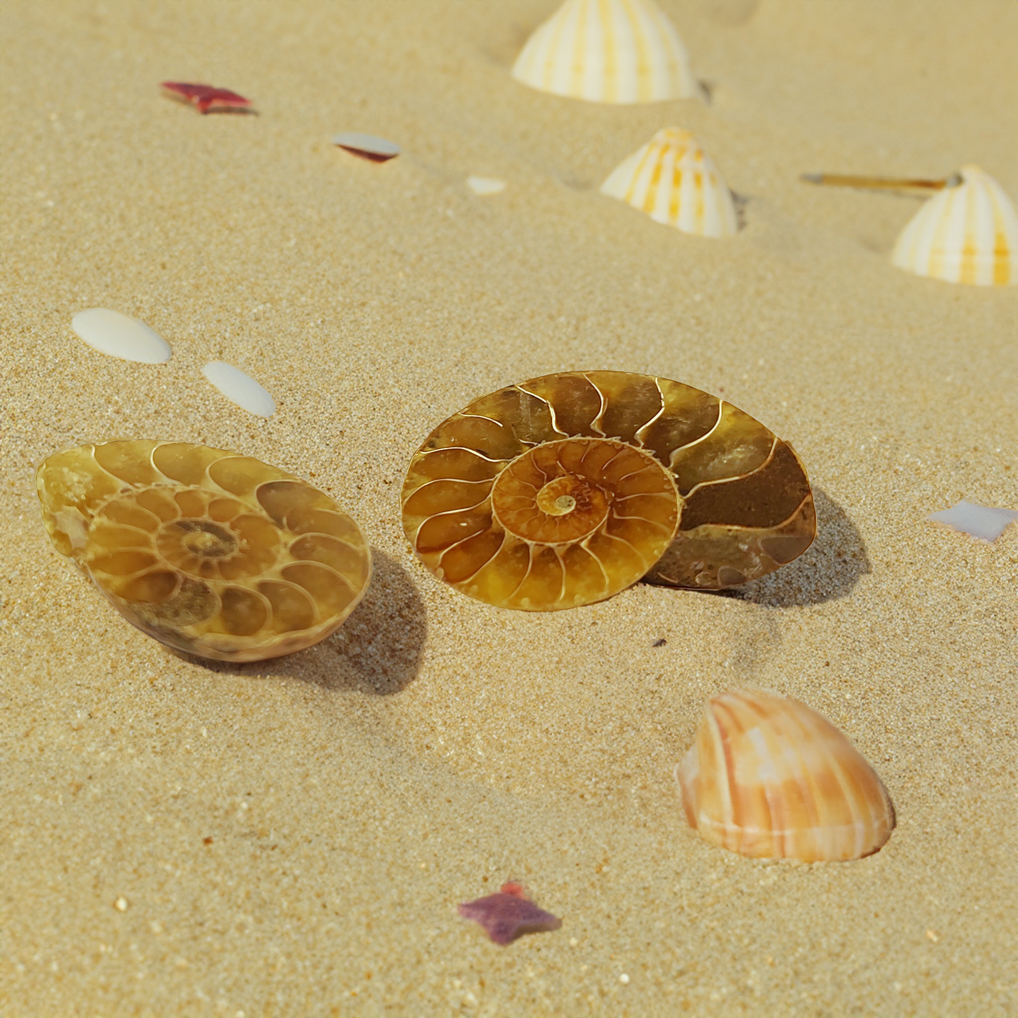 Ammonite fossil halves from Madagascar ~various sizes