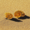 Ammonite fossil halves from Madagascar ~various sizes