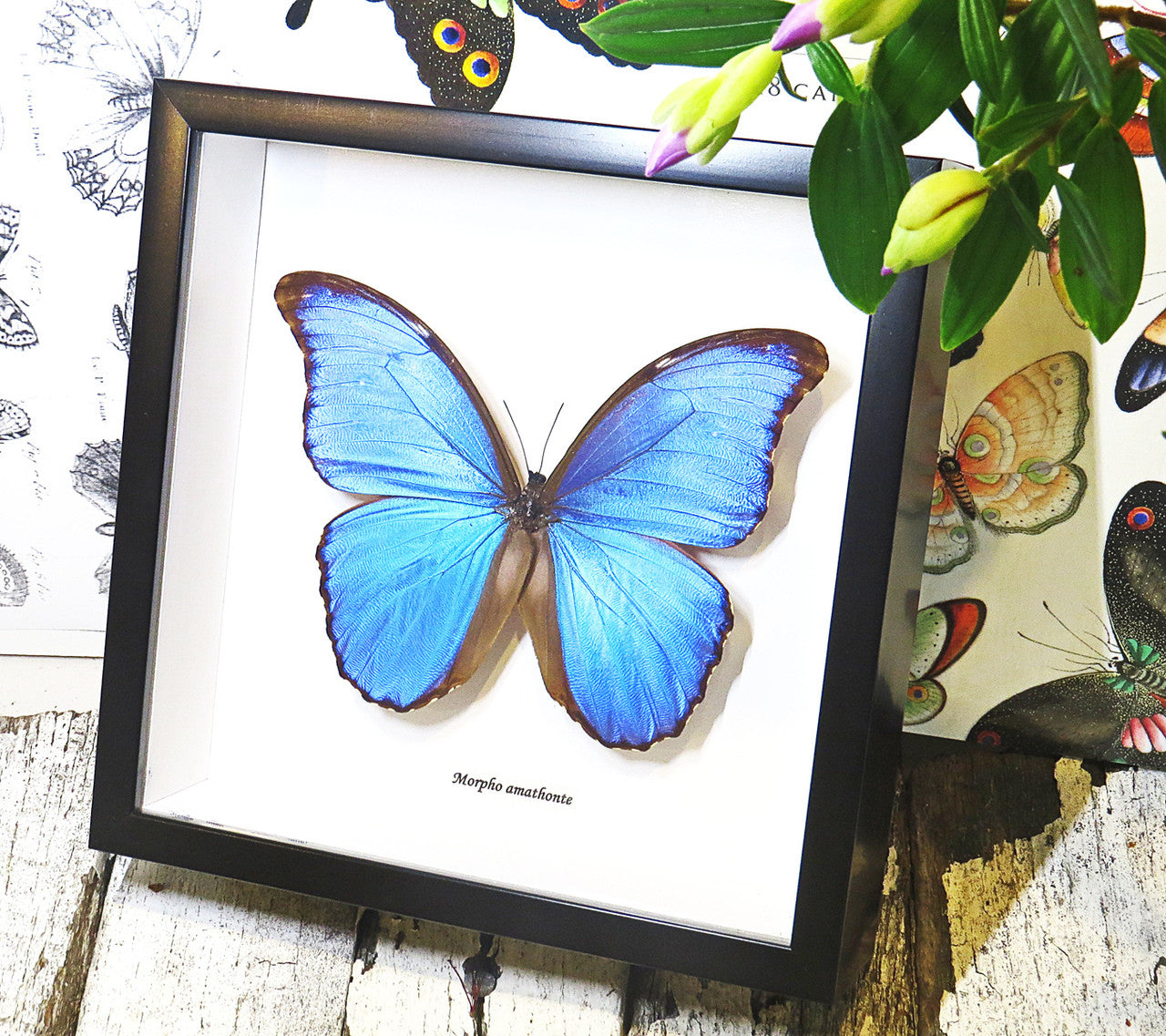 Luna Lovewitch Enchanted Creatures - Blue Morpho Amathonte Butterfly